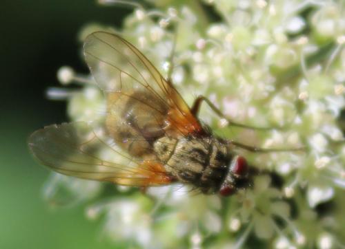 Phaonia angelicae